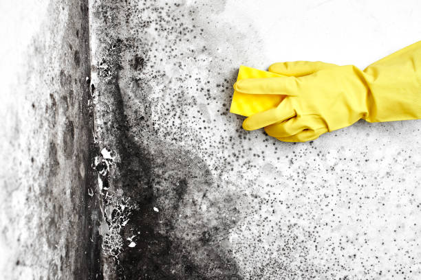Best Local Mold Removal Service  in Beaver, UT